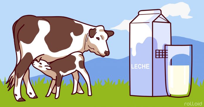 vacas beber leche