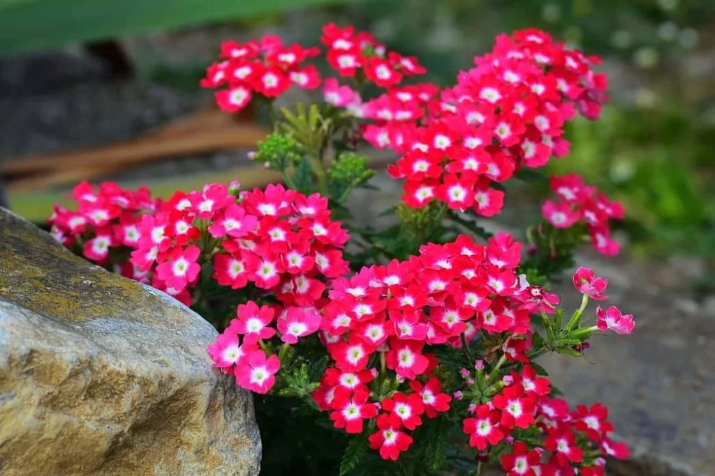 ESTAS SON LAS PLANTAS QUE TIENEN FLORES EL AÑO ENTERO