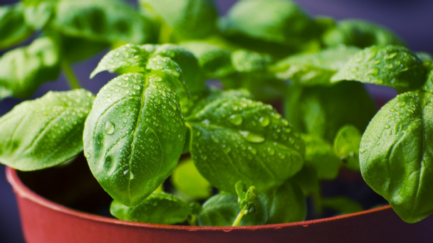 ESTA PLANTA LE AYUDARA A ELIMINAR TODAS LAS PLAGAS DE SU CASA!