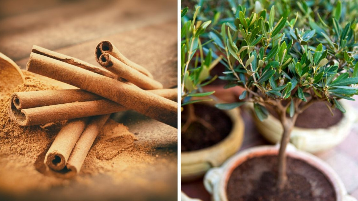 De la Tierra a tu Cocina: Cómo Cultivar Canela en Casa y Disfrutar Siempre de su Sabor